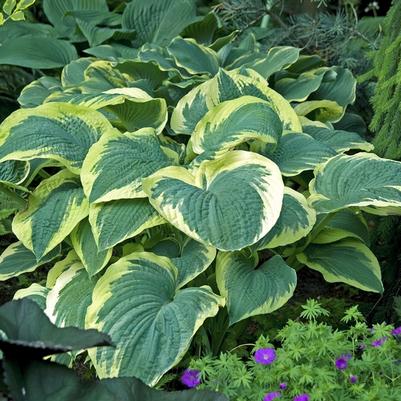 Hosta Northern Exposure