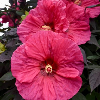 Hibiscus Evening Rose