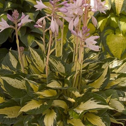 Hosta Revolution