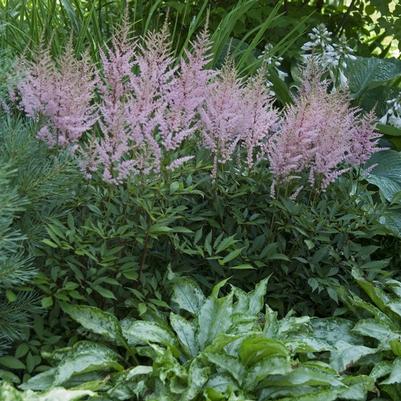 Hosta Risky Business