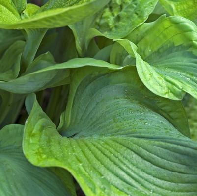 Hosta Titanic