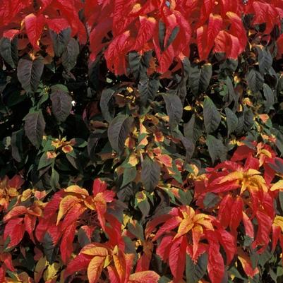 Amaranthus Illumination