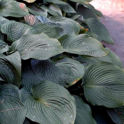 Hosta Blue Angel
