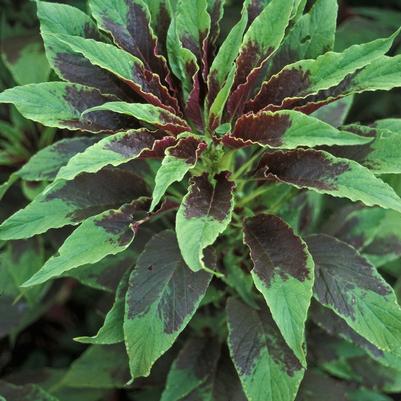 Amaranthus Perfecta