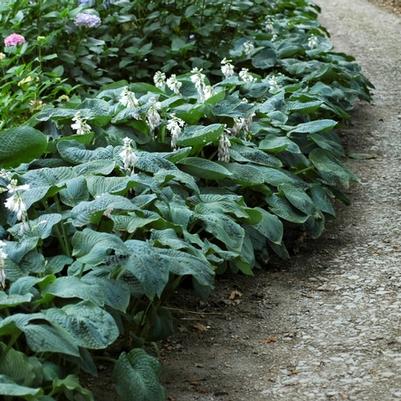 Hosta sieboldiana Elegans