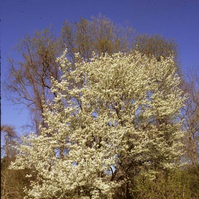 Amelanchier canadensis 