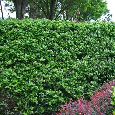 Ilex meservae Blue Boy