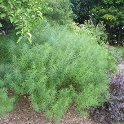 Amsonia hubrichtii 