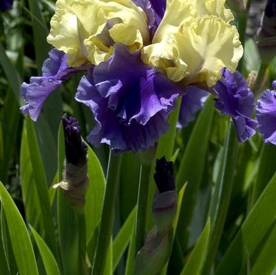 Iris 