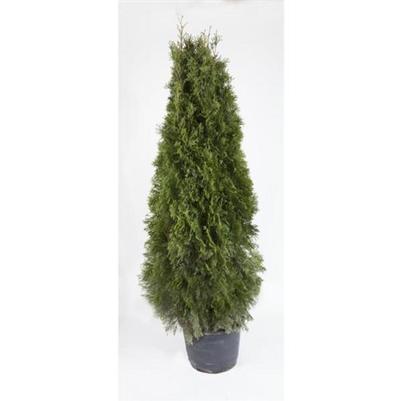 Thuja Evergreen 