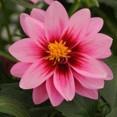 Dahlia hybrida Dalaya Pink Rose Eye