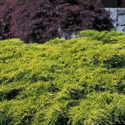 Juniperus chinensis Gold Coast