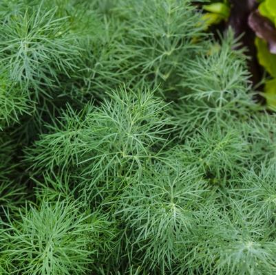 Anethum graveolens Fernleaf