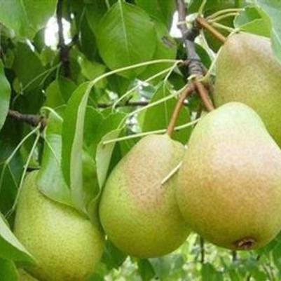 Pyrus Luscious Fruit 