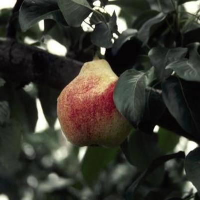 Pyrus Summercrisp Fruit 