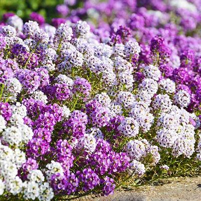 Lobularia Maritima 