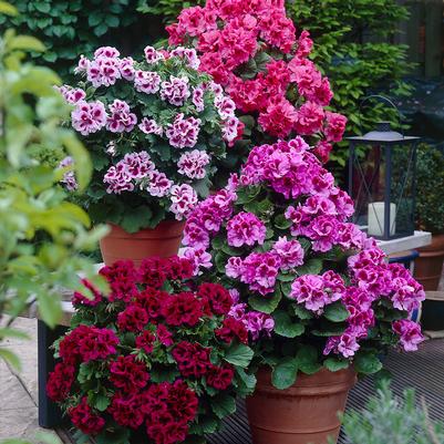 Pelargonium Grandiflorum 