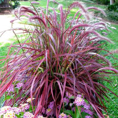 Pennisetum Setaceum Rubrum