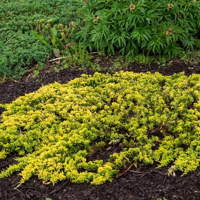 Juniperus Horizontalis Mother Lode