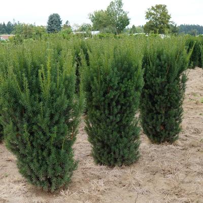 Taxus X Media Hicksii