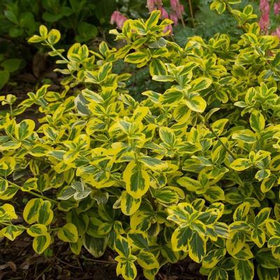 Euonymus Fortunei Gold N Splash