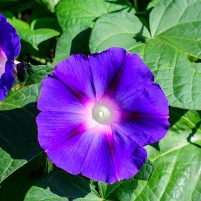 Ipomoea Purpurea 