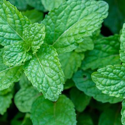 Mentha 