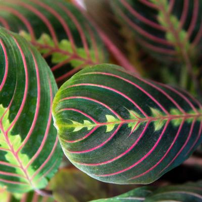 Maranta Leuconeura 