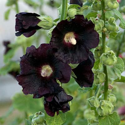 Alcea Rosea Black Knight