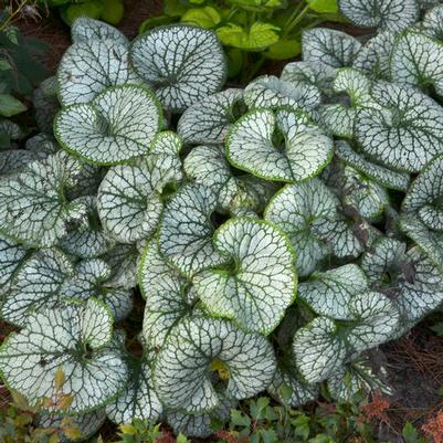 Brunnera Macrophylla 