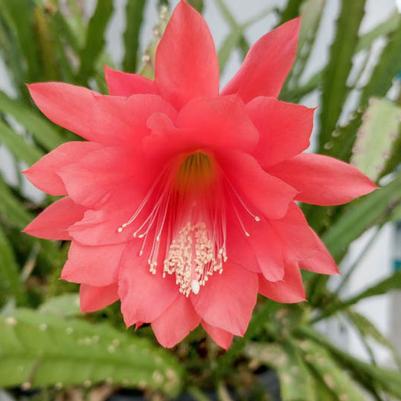 Cactus Orchid 