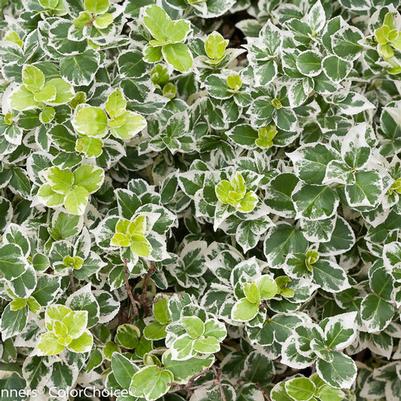 Euonymus Fortunei White Album