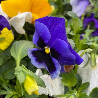 Pansy 