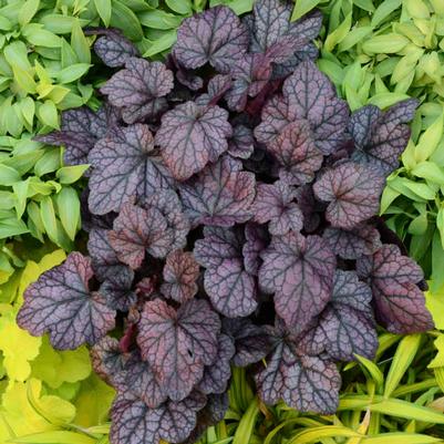 Heuchera Grape Expectations 