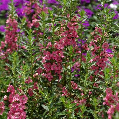 Angelonia angustifolia Angelface™ Pink