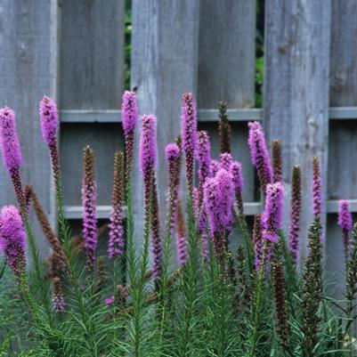 Liatris spicata Kobold