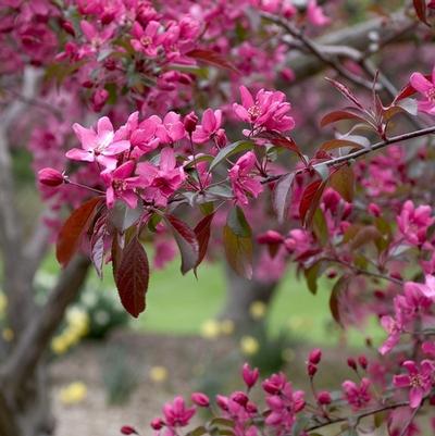Malus Indian Magic
