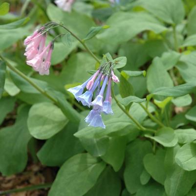 Mertensia virginica 
