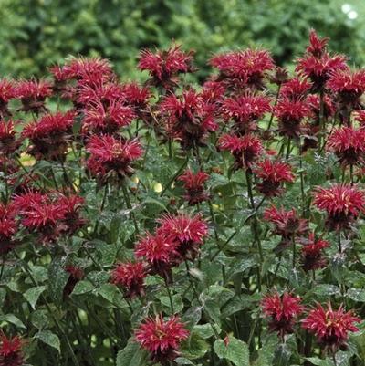 Monarda Raspberry Wine