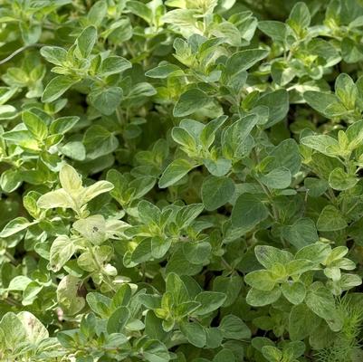 Origanum Berts Beauty