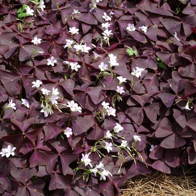 Oxalis regnellii Purpurea