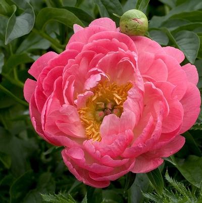 Paeonia Coral Sunset