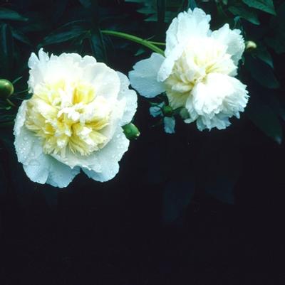 Paeonia lactiflora Honey Gold