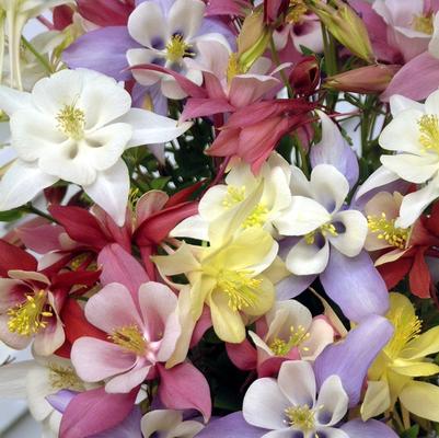Aquilegia x hybrida Origami Mix