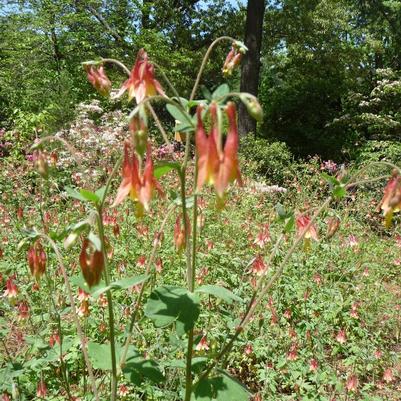 Aquilegia canadensis 