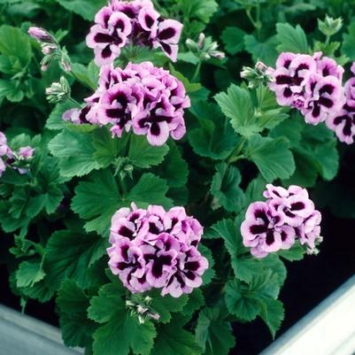 Pelargonium x domesticum Lavender Star