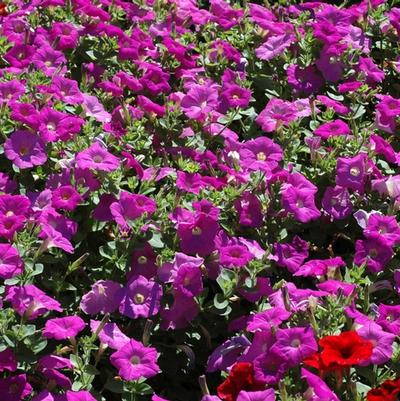 Petunia Avalanche Lavender