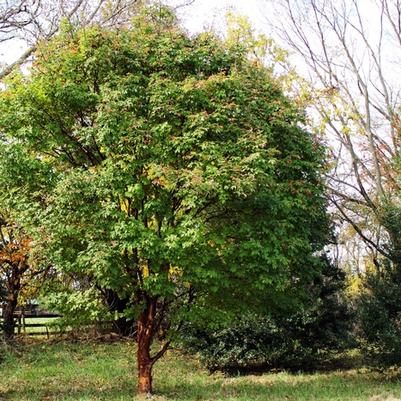 Acer griseum 