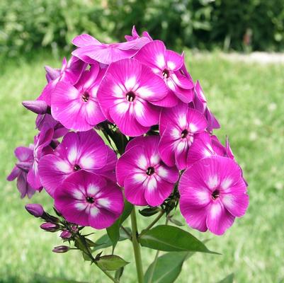 Phlox paniculata Laura