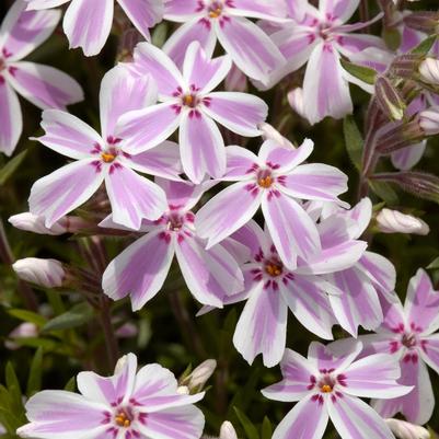 Phlox subulata Candy Stripe
